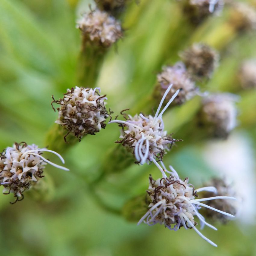 Mexican Dream Herb Seed Pods for sale