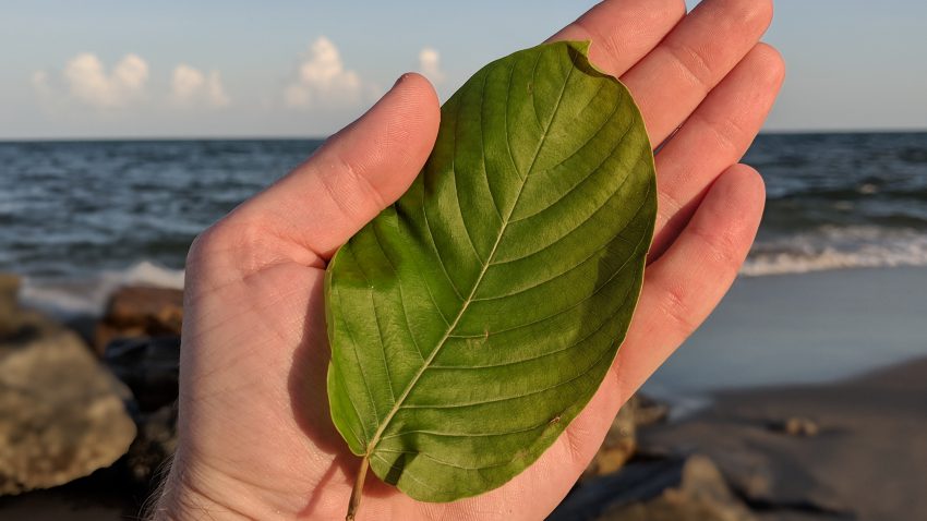 Wholesale Pink Vein Og bali Kratom Thai Kratom leaf free ship