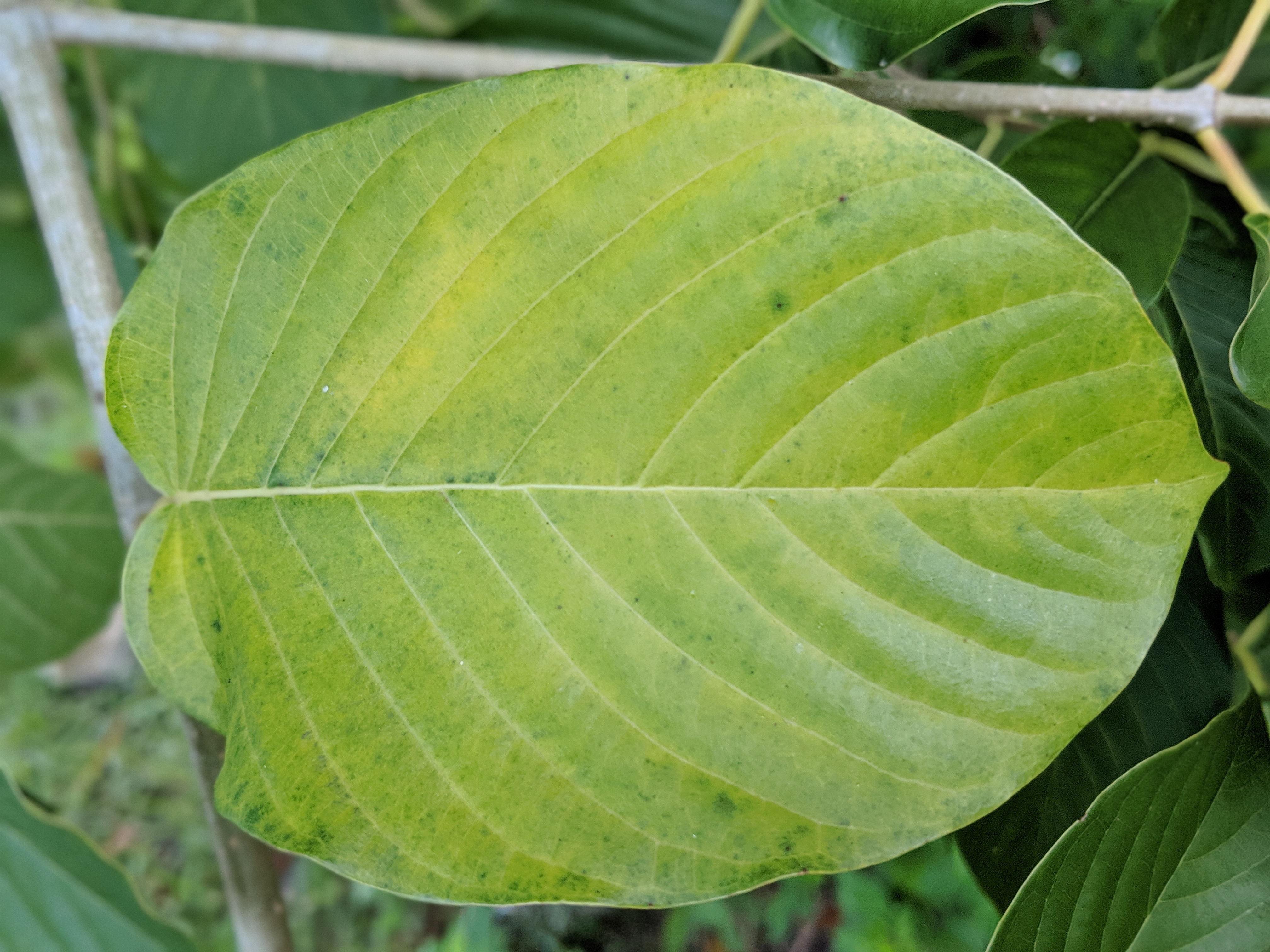 Wholesale Pink Vein Og bali Kratom Thai Kratom leaf free ship