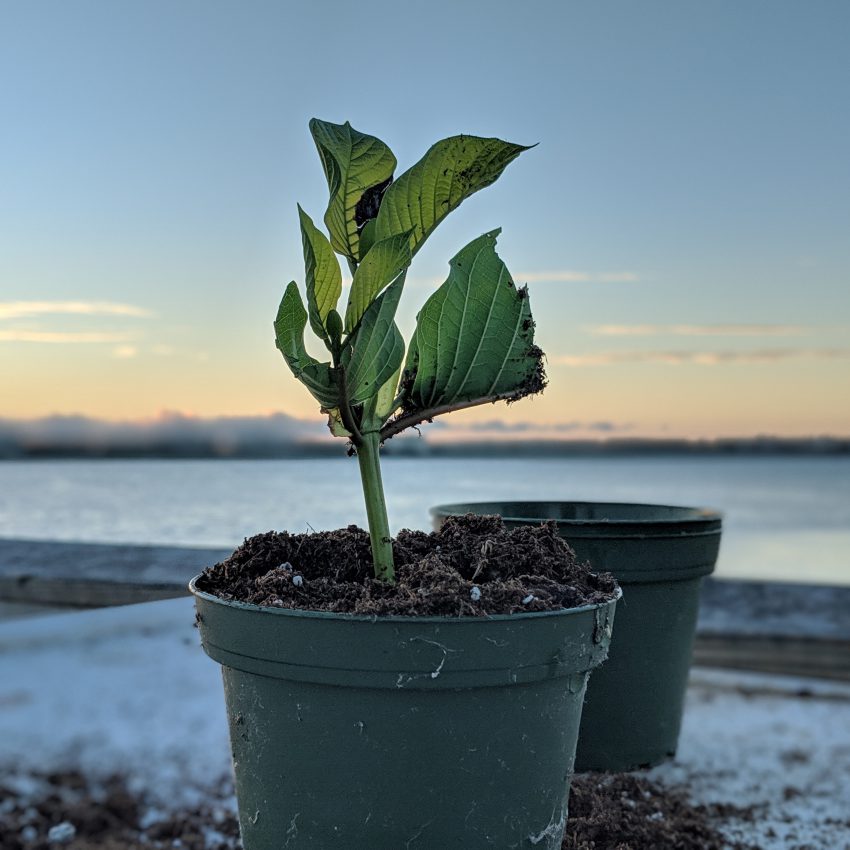 kratom cuttings