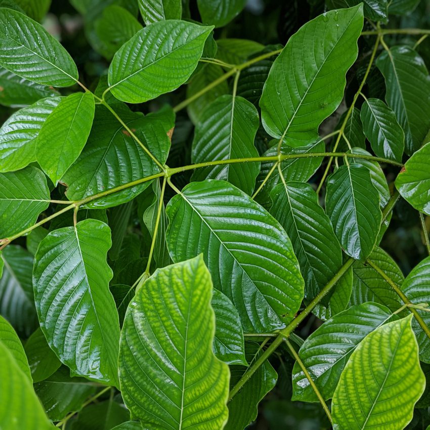 green fresh kratom leaf beautiful picture kratomleaf.us background