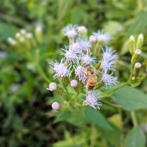 Pollinating Mexican Dream Herb Flowers