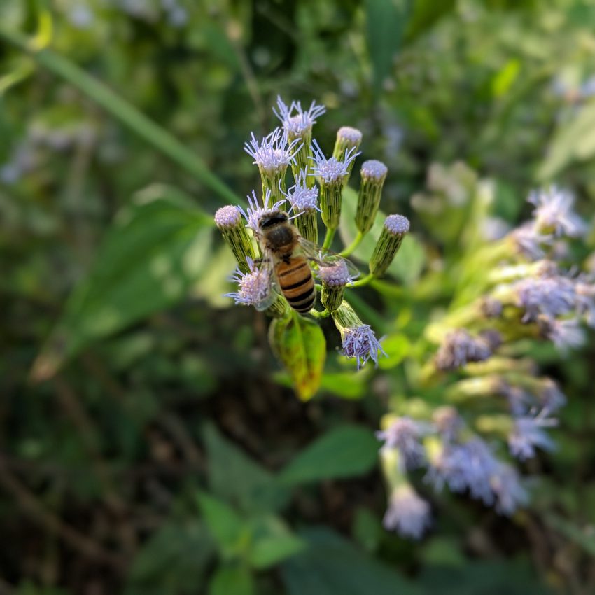 Bee on top of a Mexican Dream Herb Flower