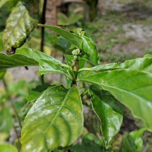viridis psychotria rooted