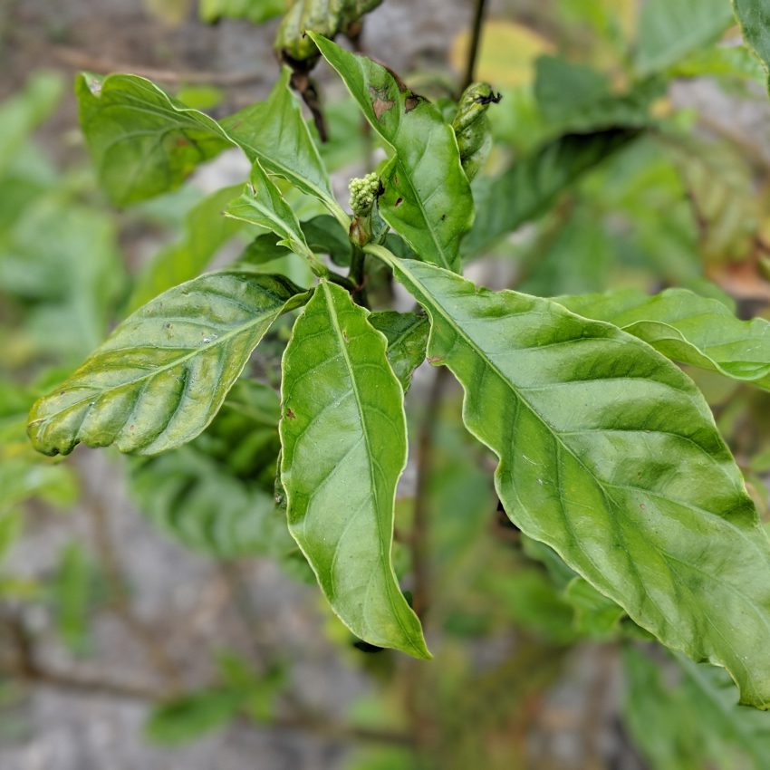 ayahuasca for sale p.viridis leaf