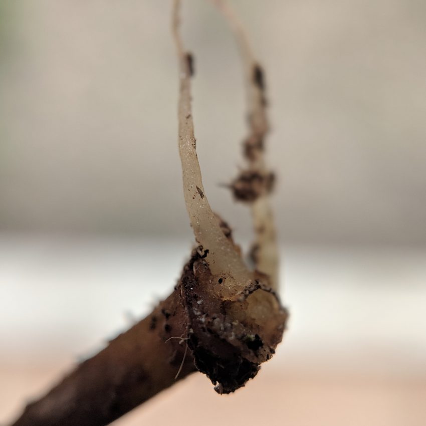 Rooted P. Viridis Cuttings