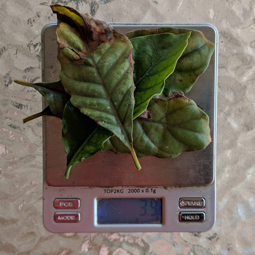 Weighing 3 fresh p. viridis leaf on a scale