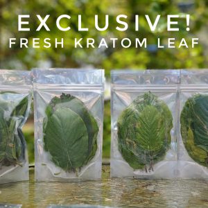 Exclusive Kratom leaf promo picture
