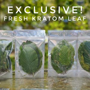 Exclusive Kratom leaf promo picture