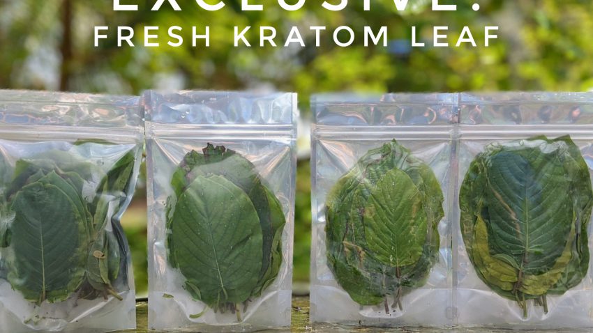 Exclusive Kratom leaf promo picture