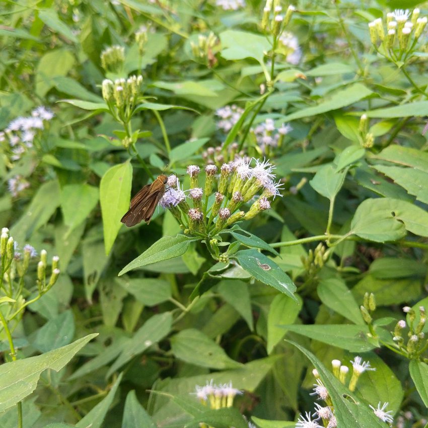 Moth Sitting on Mexican Dream Herb Flower