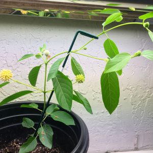 Flowering Kratom Cuttings