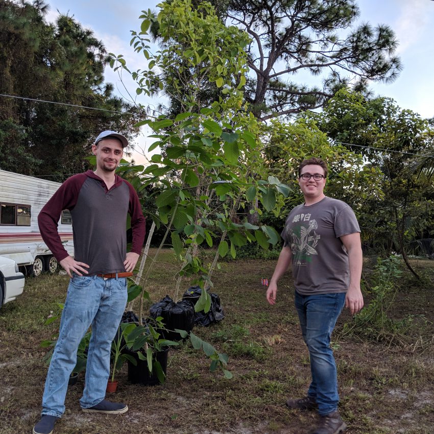 Green Vein Kratom