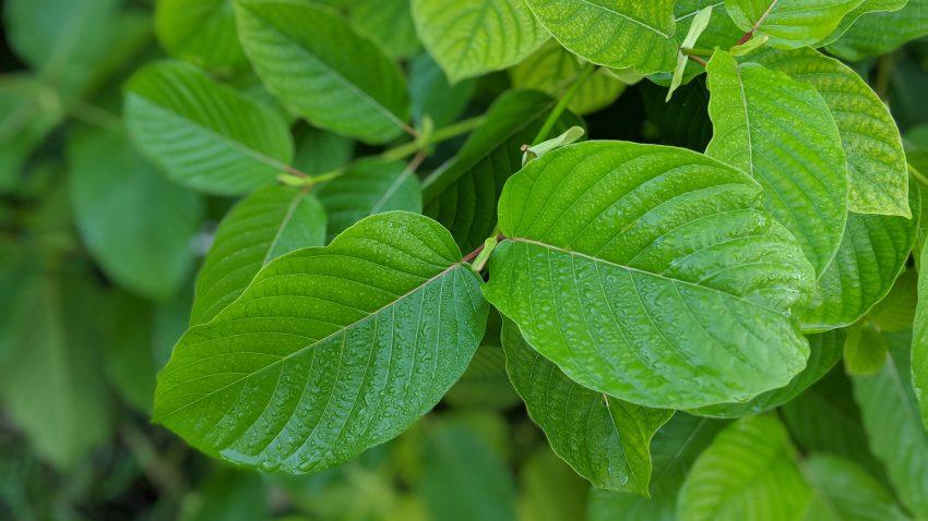 White Vein Vietnam Kratom leaf free ship usa