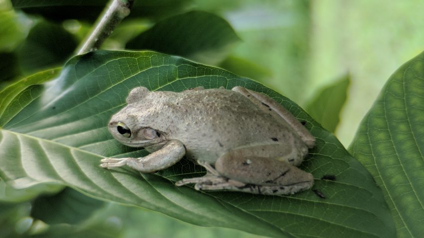 Froggy hanging on to a Kratom Tree in the shade