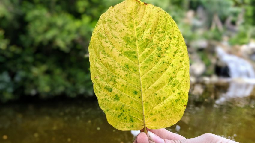 Maeng Da Thai Kratom leaf for sale freeship