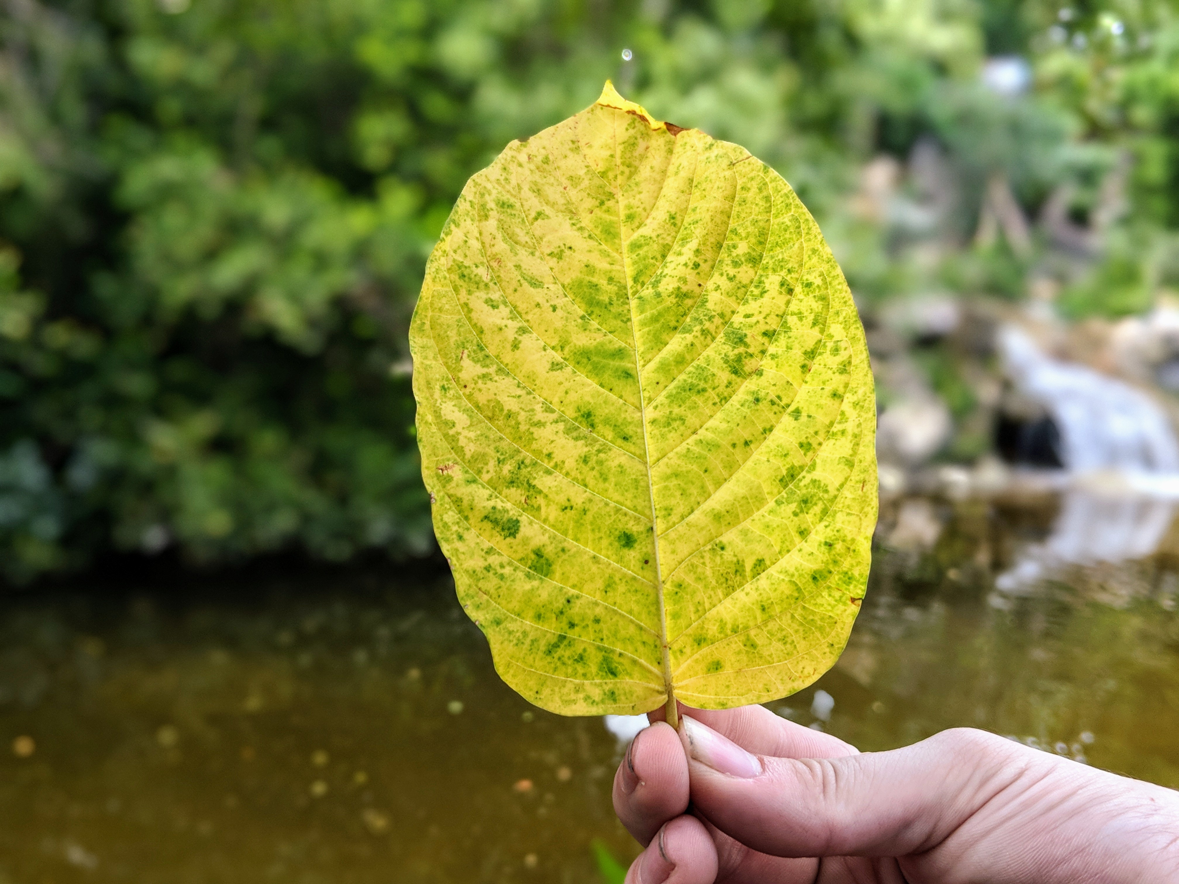 Maeng Da Thai Kratom leaf for sale freeship