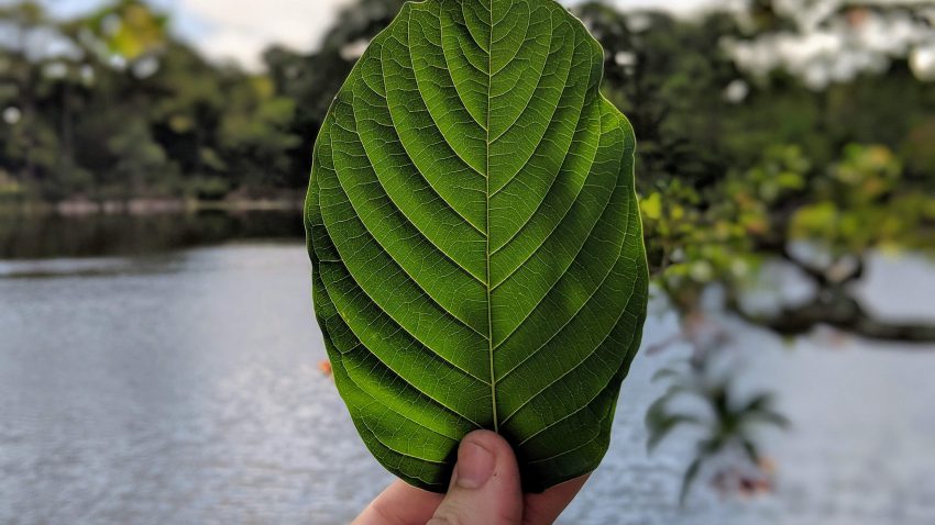 Holding up a Fresh Kratom Leaf in front of a lake