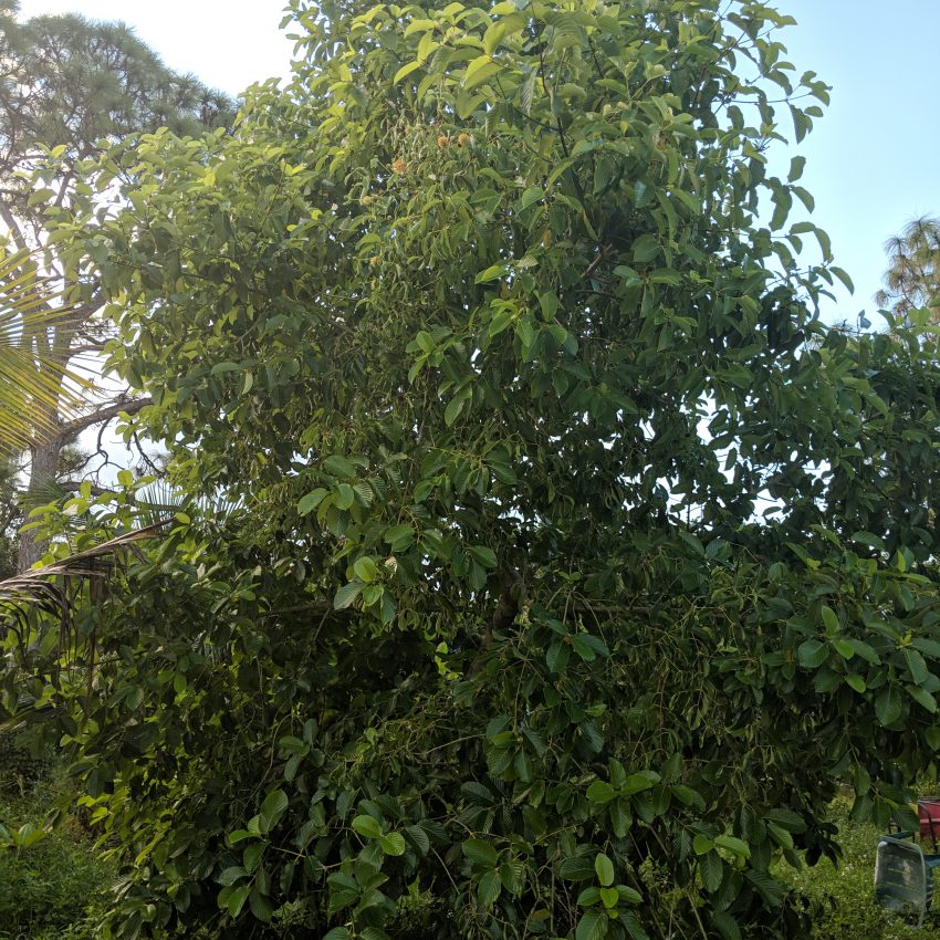 Buy Maeng Da Thai mitragyna speciosa cuttings