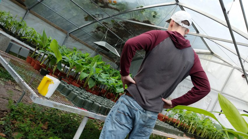 Standing in front of bannanna plants in a green house