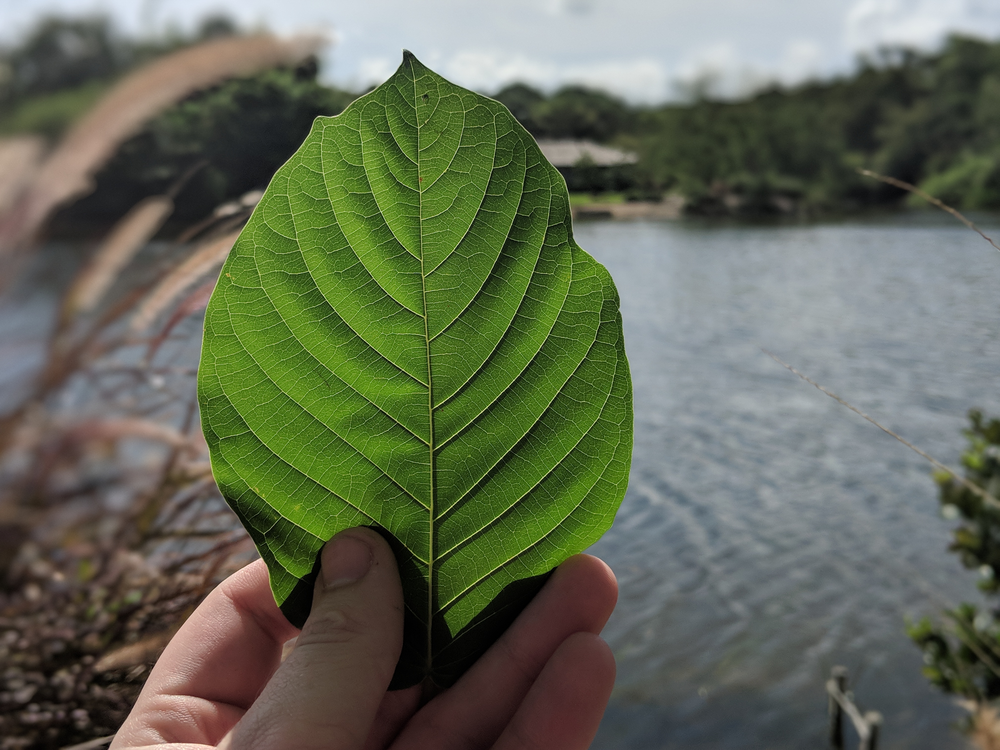 Buy local Kratom in Waterbury