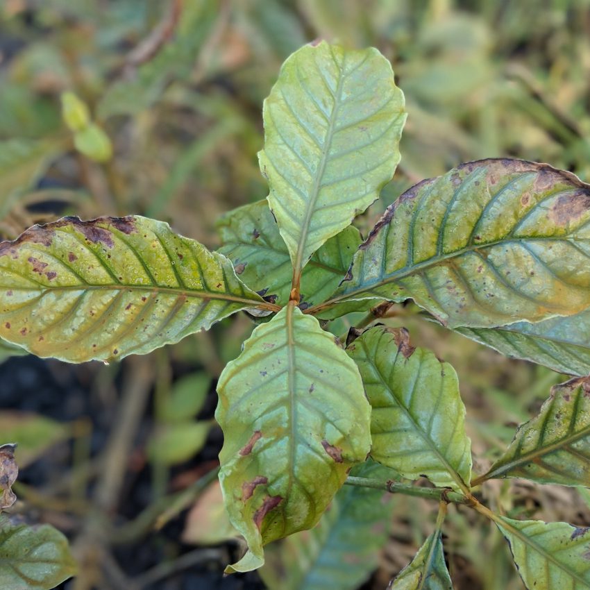 P. Viridis leaf grown in usa