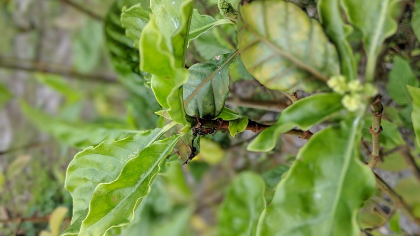 Picking tons of fresh p. Viridis leaf off the tree