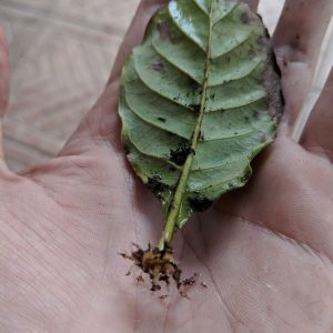 Rooted-P.-Viridis-cutting