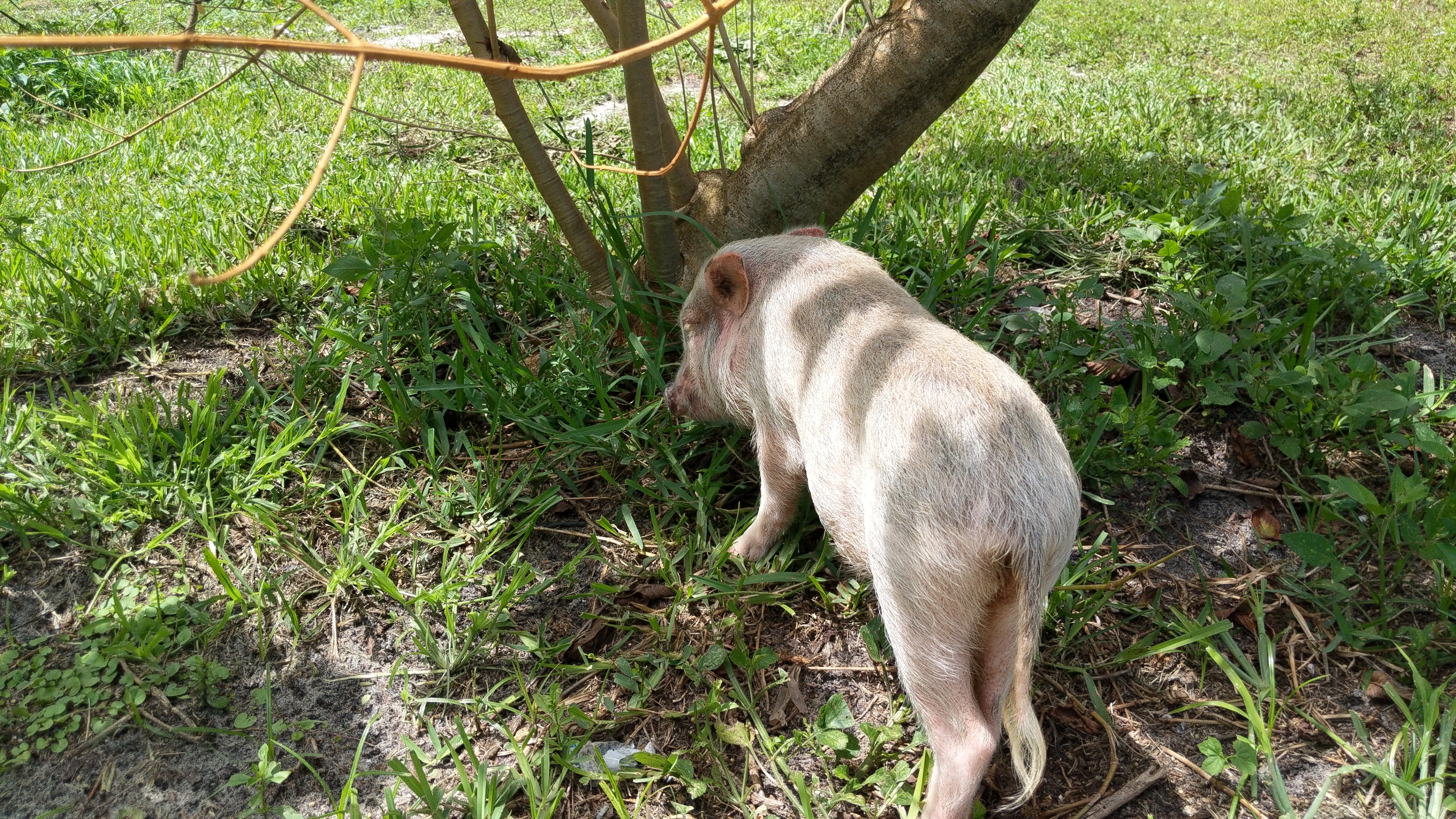 Pig and Large Kratom Tree