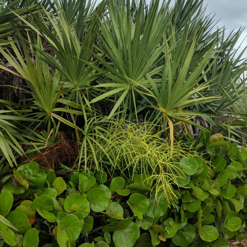 Palmetto berry Florida