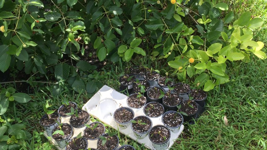 Unrooted Kratom Cuttings next to a kratom tree