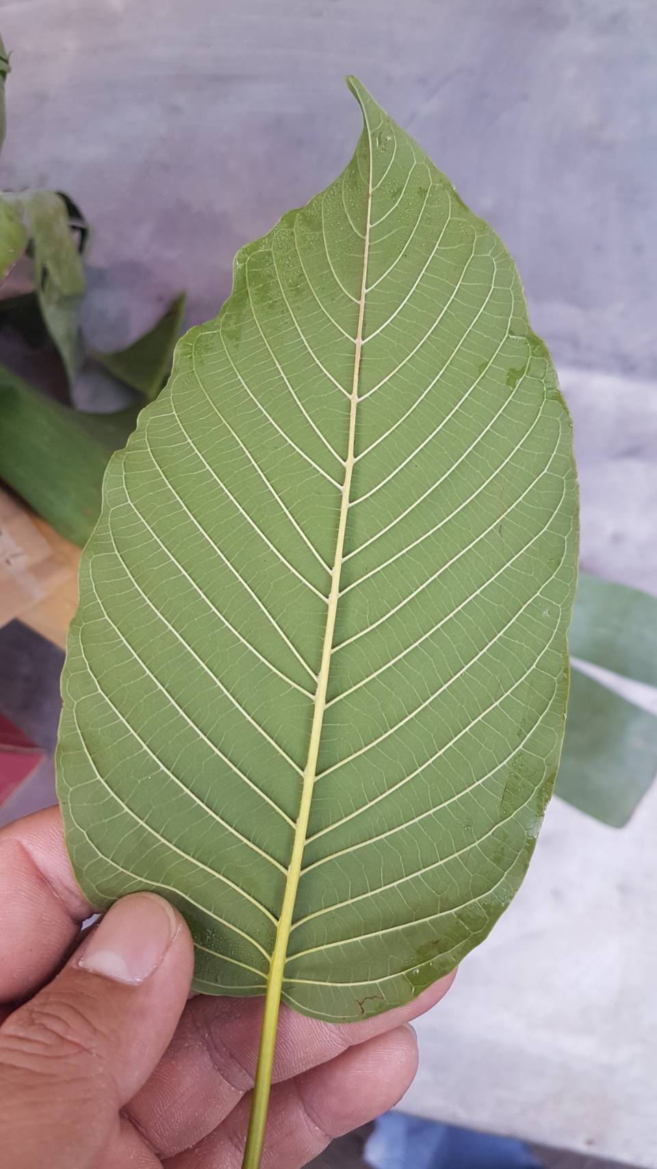 Fresh Kratom Leaf